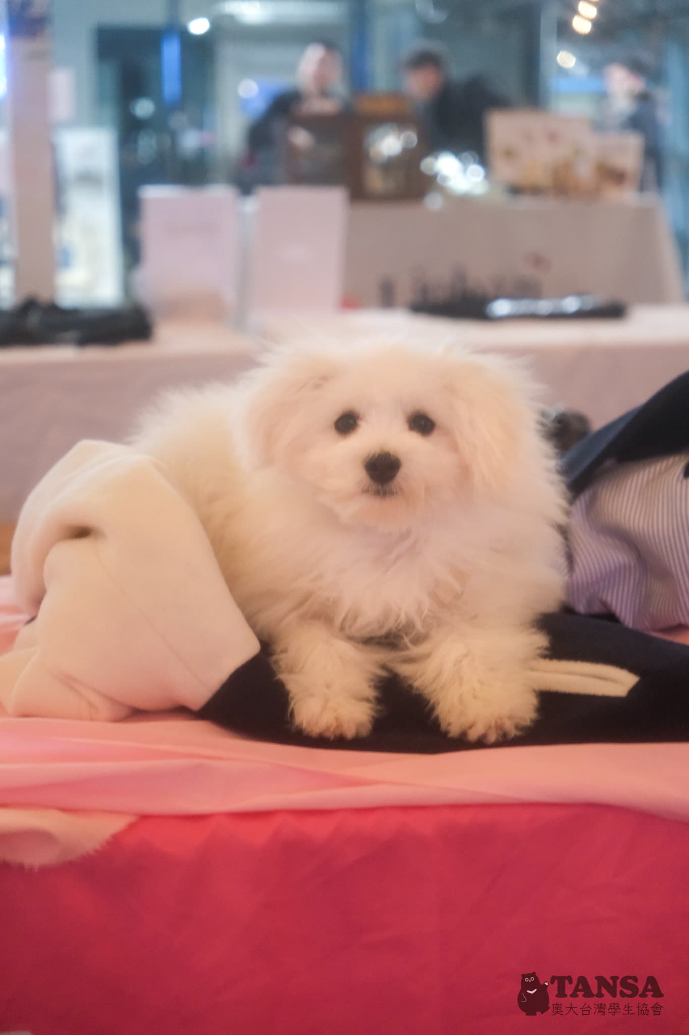 Taiwanese Night Market  photo 36