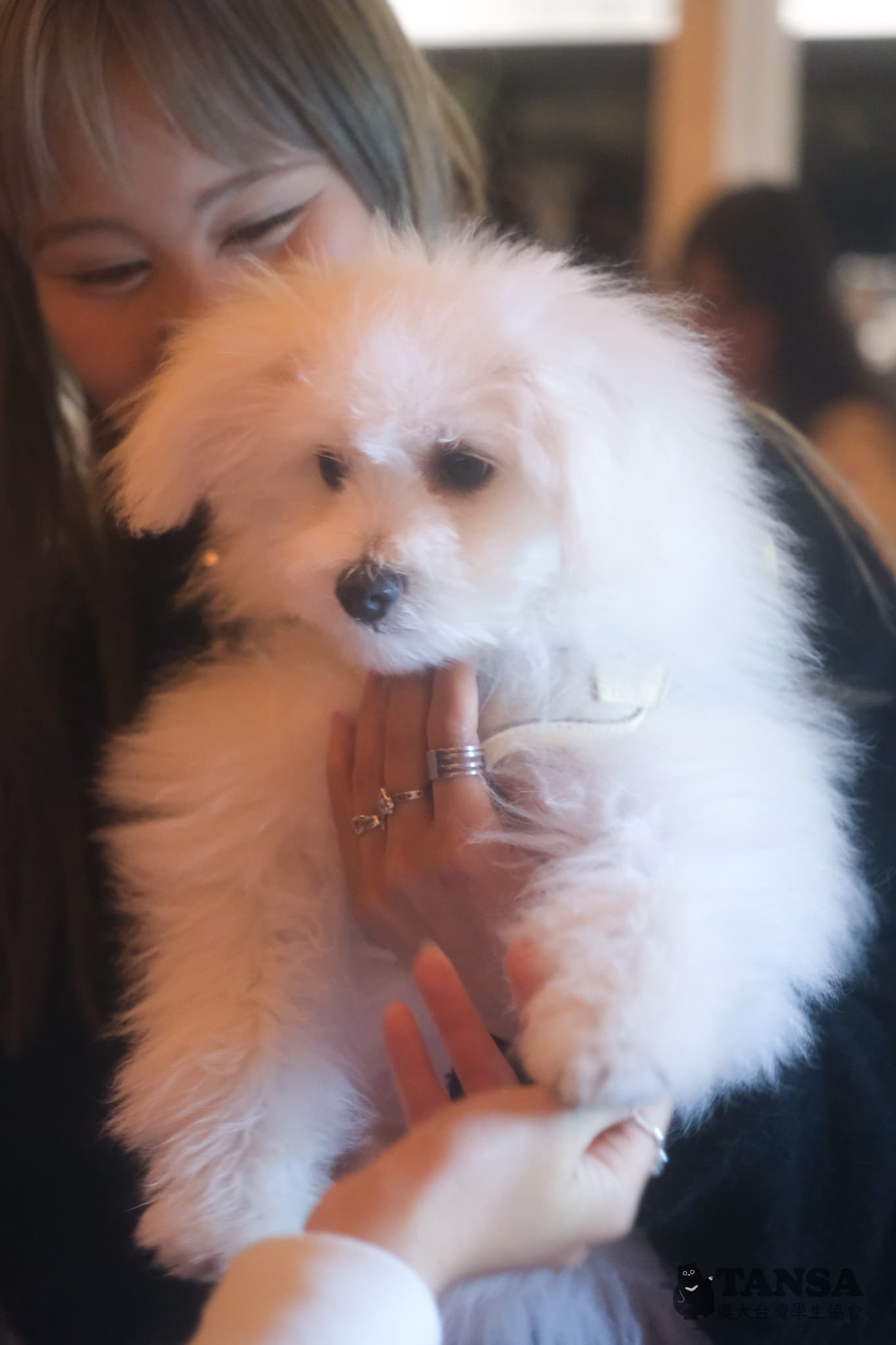 Taiwanese Night Market  photo 9